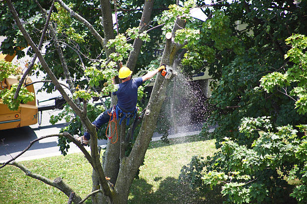 Best Hedge Trimming  in Columbus, NE