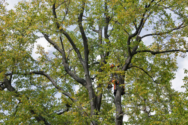  Columbus, NE Tree Removal Services Pros